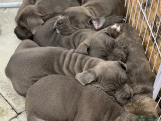 Cane Corso dogs CANE CORSO PUPPIES CHAMPION BLOODLINE PEDIGREE - Advert 2