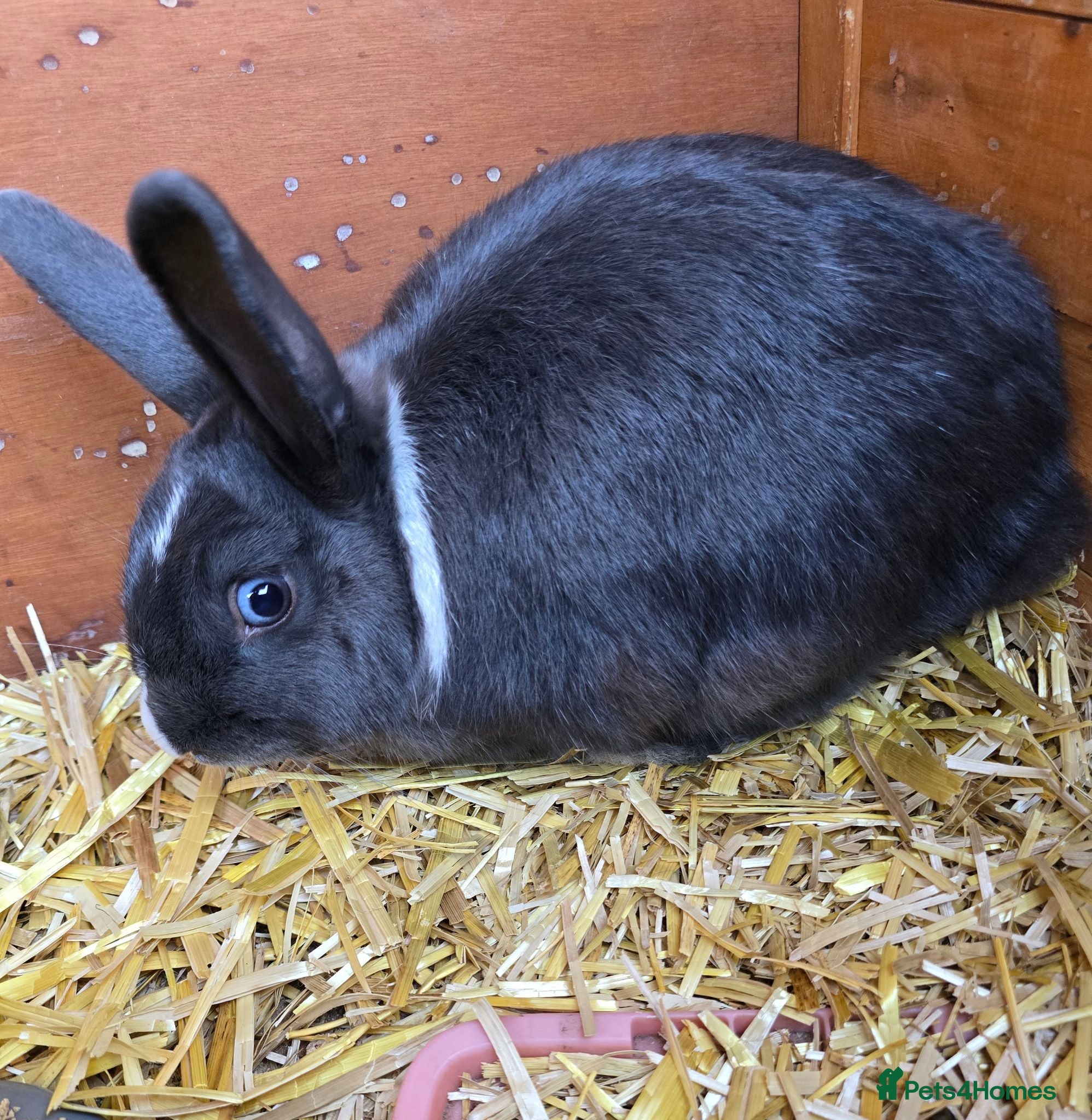 Mixed Breed rabbits Neutered Mixed Breed Rabbit - Advert 1