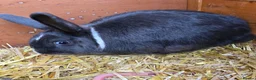 Mixed Breed rabbits for sale: Neutered Mixed Breed Rabbit 1 Year Old - Advert 1