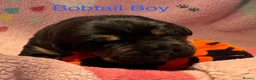 Mixed Breed dogs for sale: Boxweilers (Rottweiler x Boxer) - Advert 3