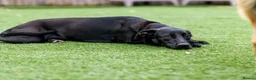 Mixed Breed dogs for adoption: Lovely Lilly - Advert 15