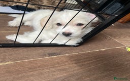 Mixed Breed dogs for sale: Beautiful Peekapoo’s very rare breed - Image 3