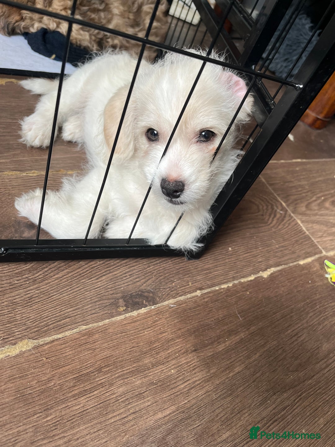 Mixed Breed dogs for sale: Beautiful Peekapoo’s very rare breed - Image 3