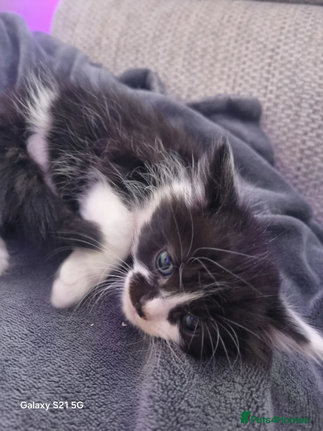 Mixed Breed cats for sale: long-haired kittens looking for a loving home - Advert 19