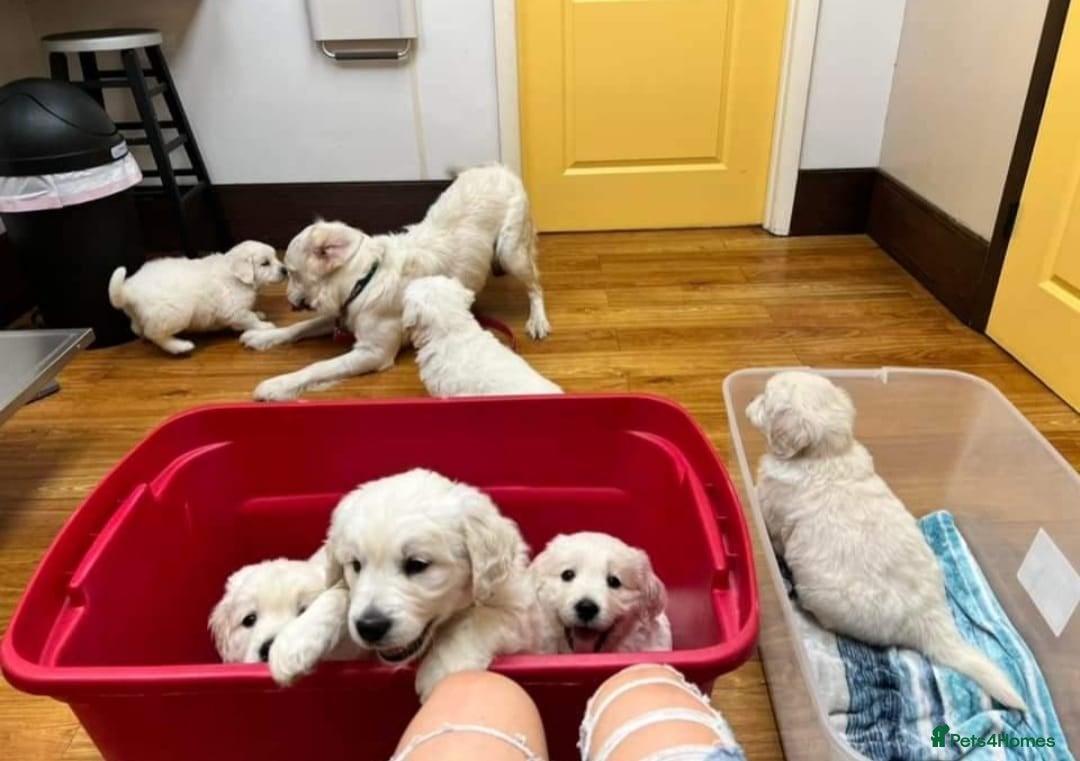 Golden Retriever dogs for sale: BEAUTIFUL HEALTH TESTED GOLDEN RETRIEVERS - Advert 2