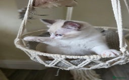 Ragdoll cats for sale:  Ragdoll Kittens from Licensed Breeder (1Boy left) - Image 12
