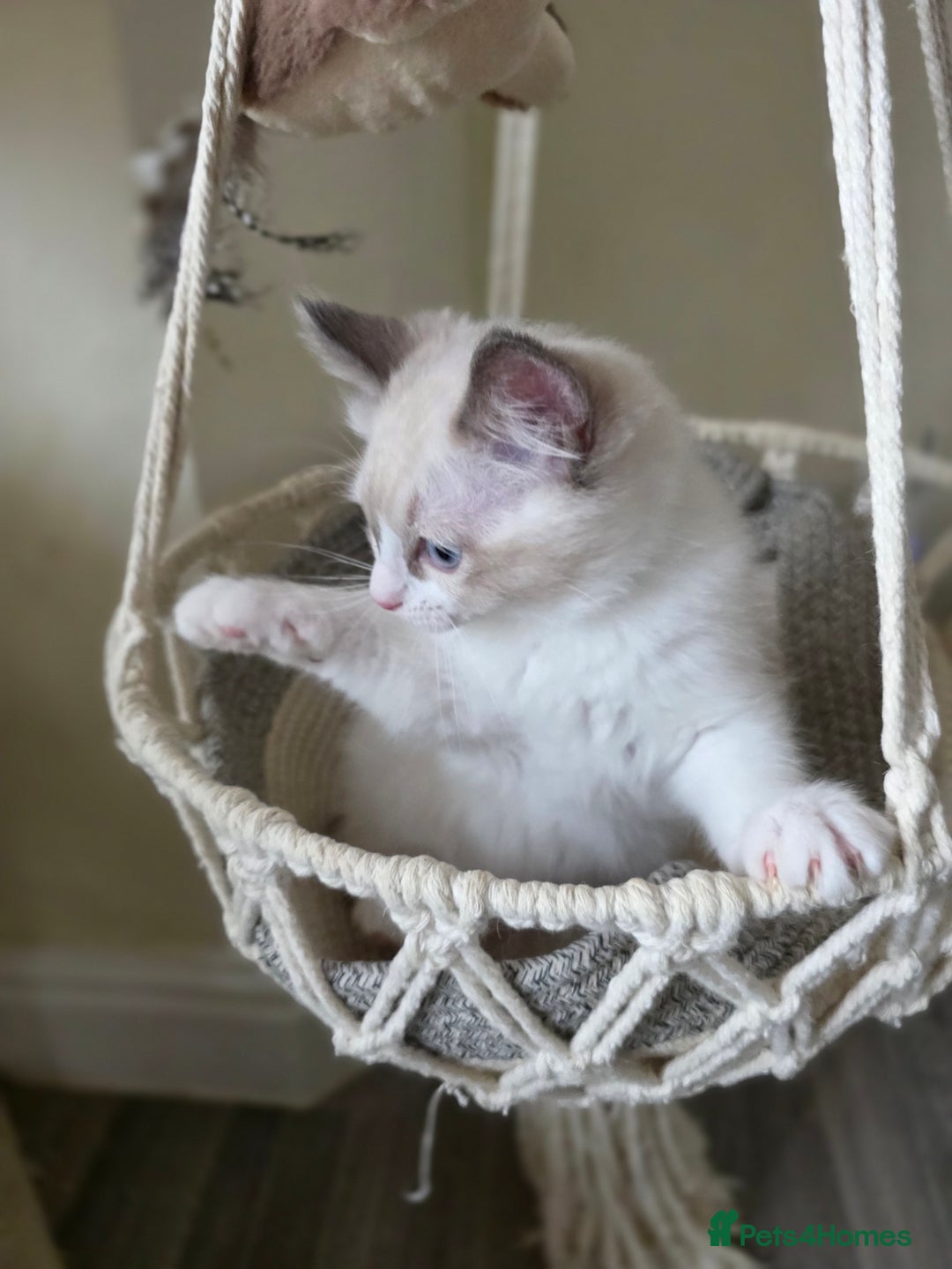 Ragdoll cats for sale:  Ragdoll Kittens from Licensed Breeder (1Boy left) - Image 12