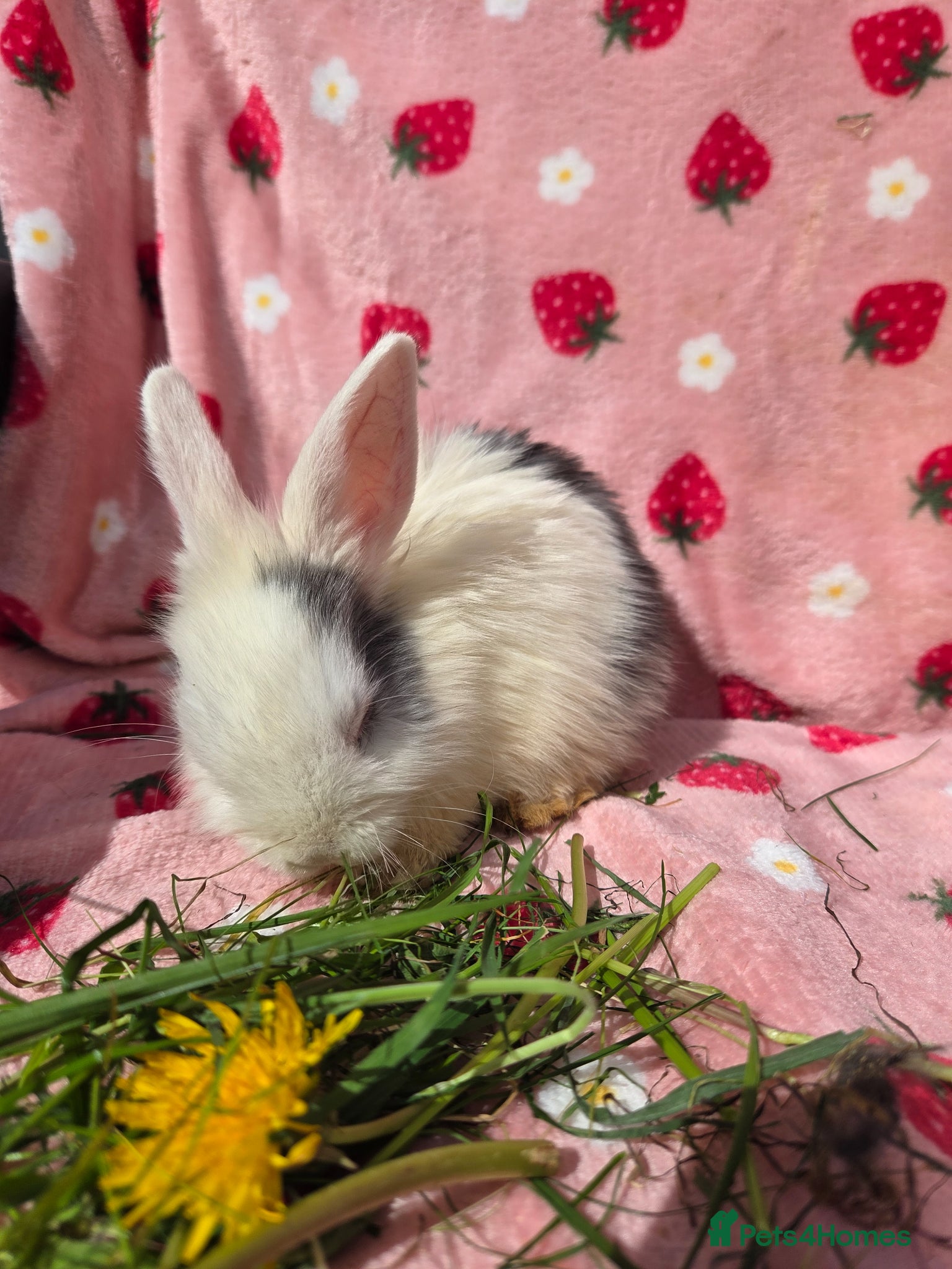 Mixed Breed rabbits Blue and white plush mini lop ready ☆15th may - Advert 7
