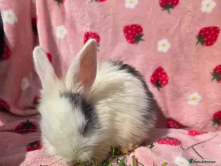 Mixed Breed rabbits Blue and white plush mini lop ready ☆15th may - Advert 7
