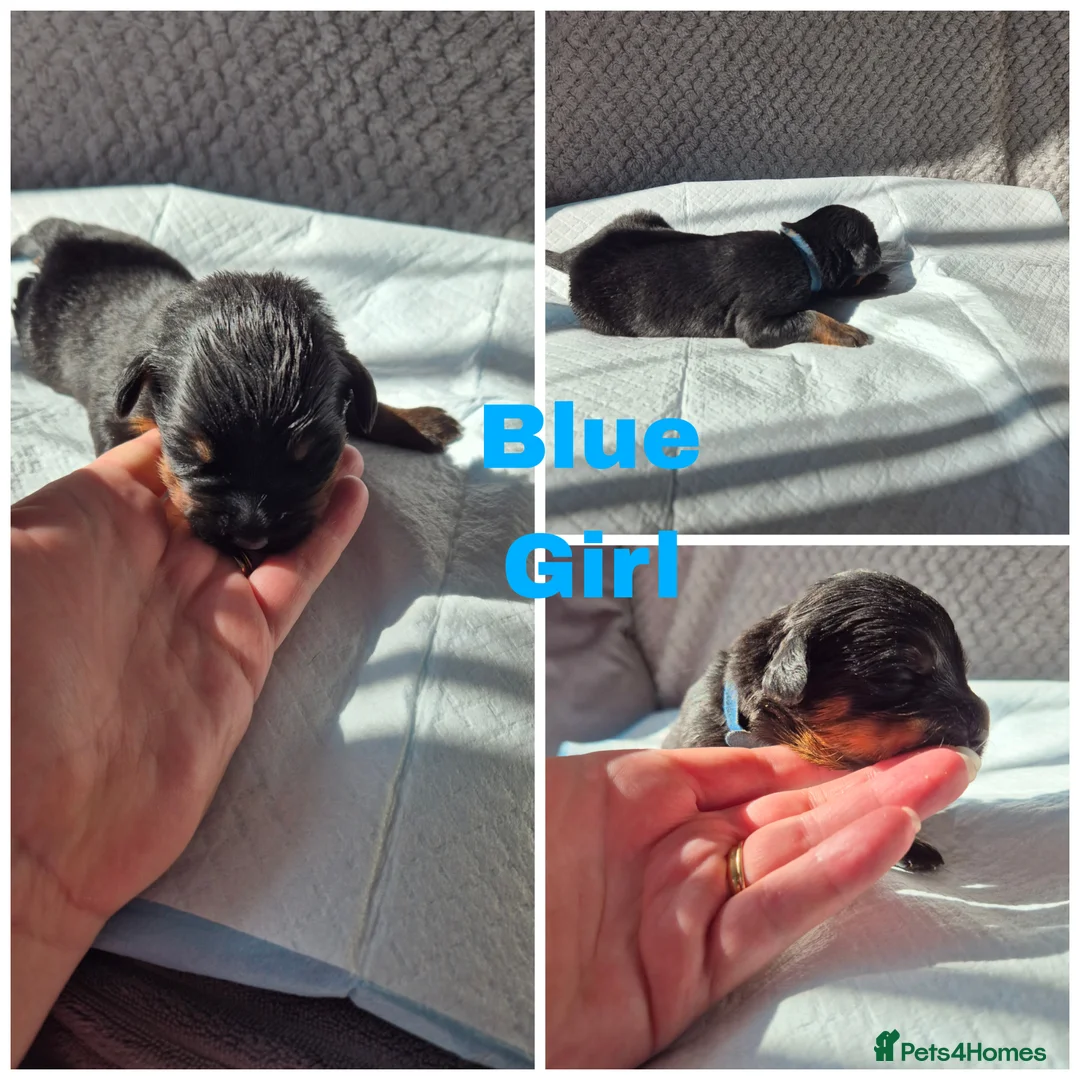 Rottweiler dogs for sale: Rottweiler puppies in Newcastle upon Tyne - Advert 2