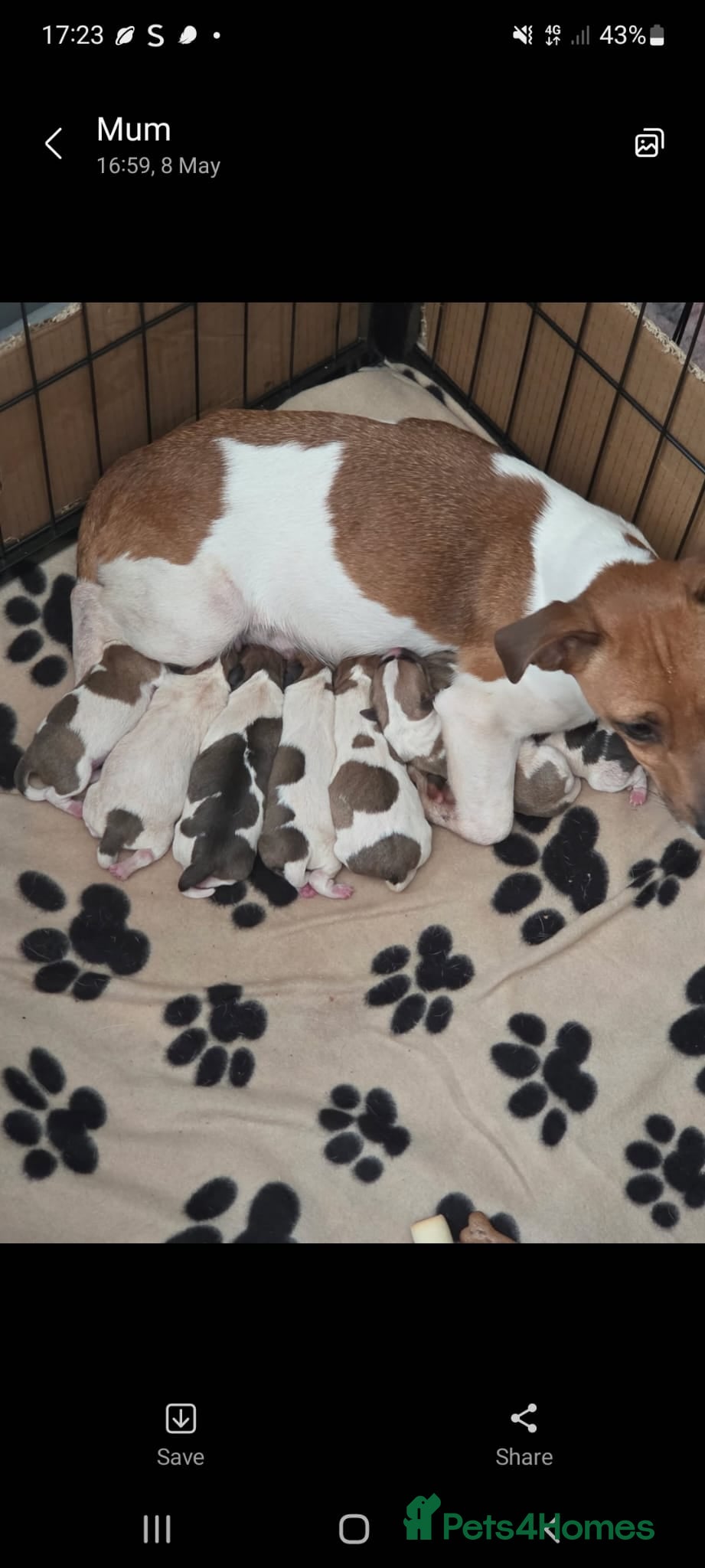 Jack Russell dogs Jack russell puppies - Advert 6