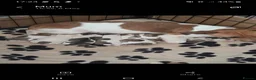 Jack Russell dogs for sale: Jack russell puppies - Advert 1