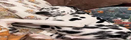Dalmatian dogs for sale: Goose| 11month old Dalmatian  in Warrington - Advert 7