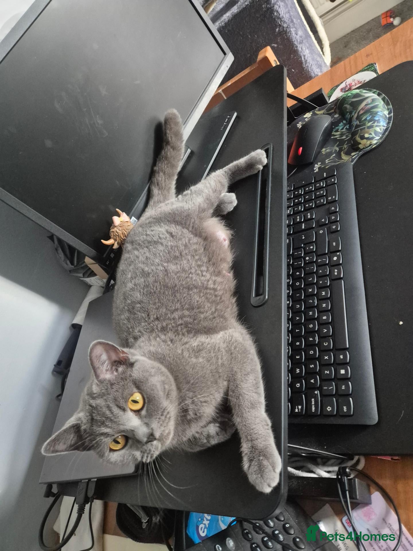 British Shorthair cats for sale: British short hair cross domestic longhair - Advert 1