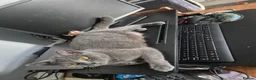 British Shorthair cats for sale: British short hair cross domestic longhair - Advert 1