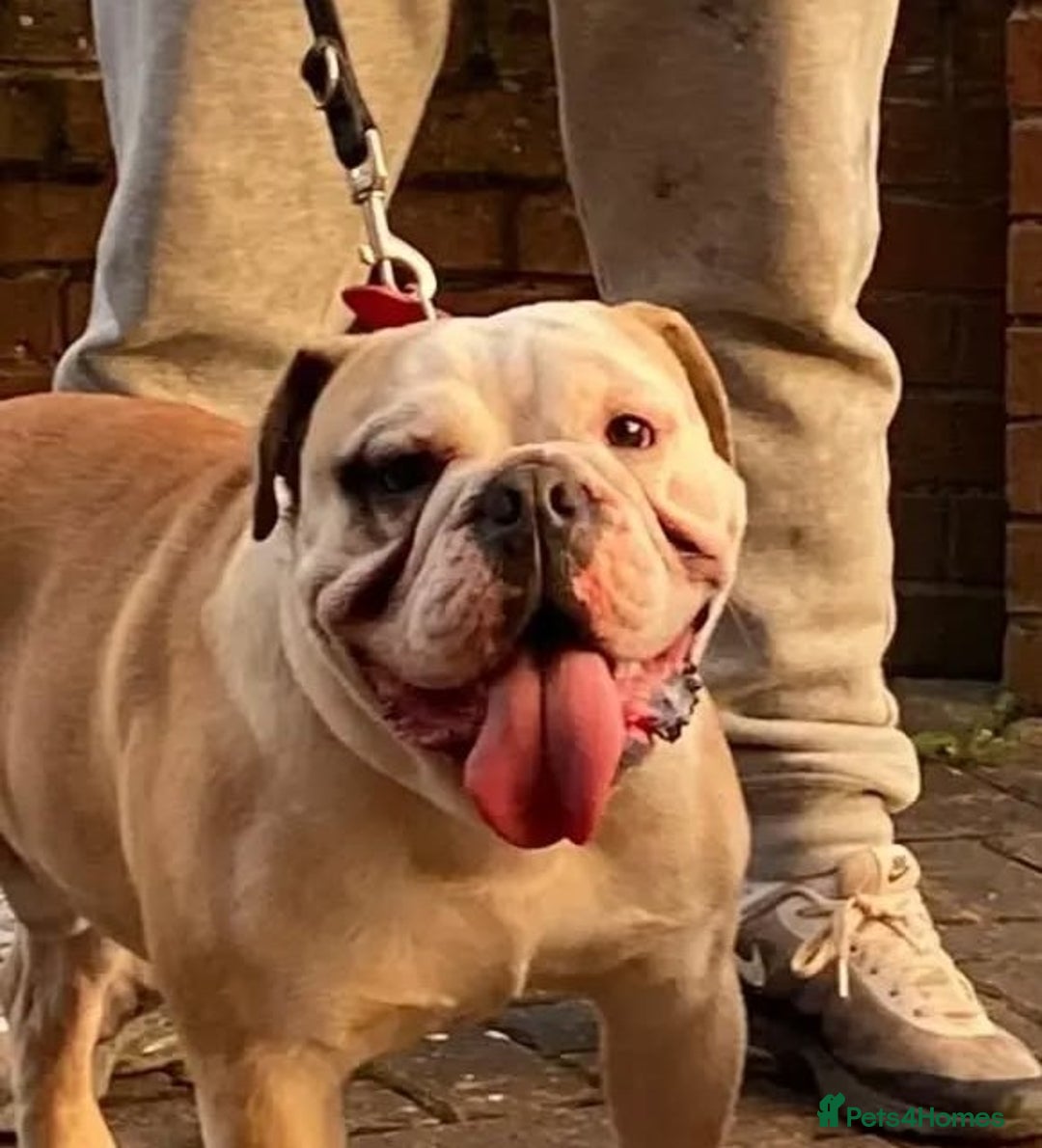 English Bulldog dogs for stud: Stud Dog  - Image 3