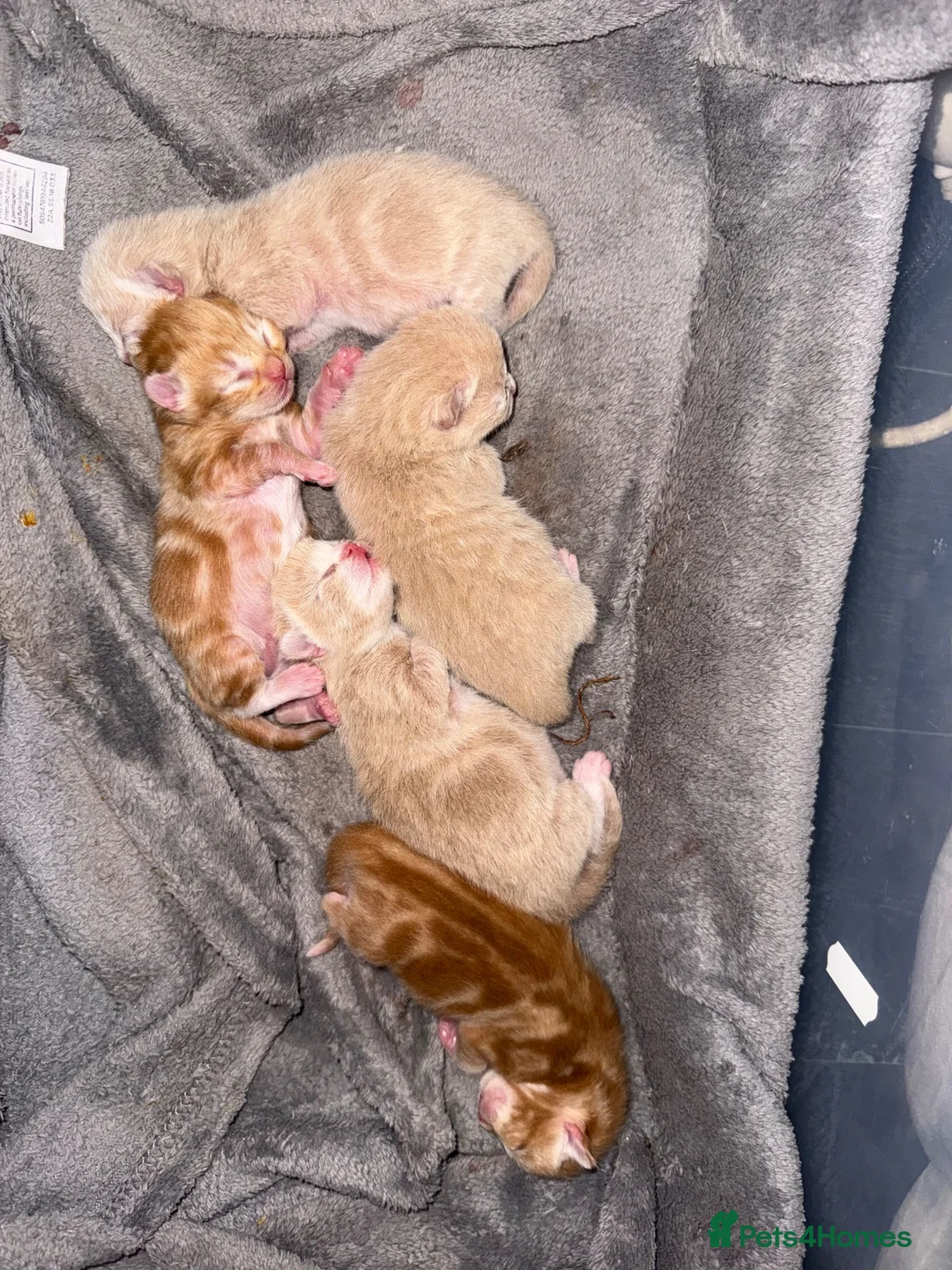 British Shorthair cats for sale: 5 beautiful kittens  - Advert 19