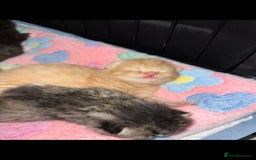 British Shorthair cats for sale: BRITISH SHORTHAIR CROSS OCICAT KITTENS - Image 9