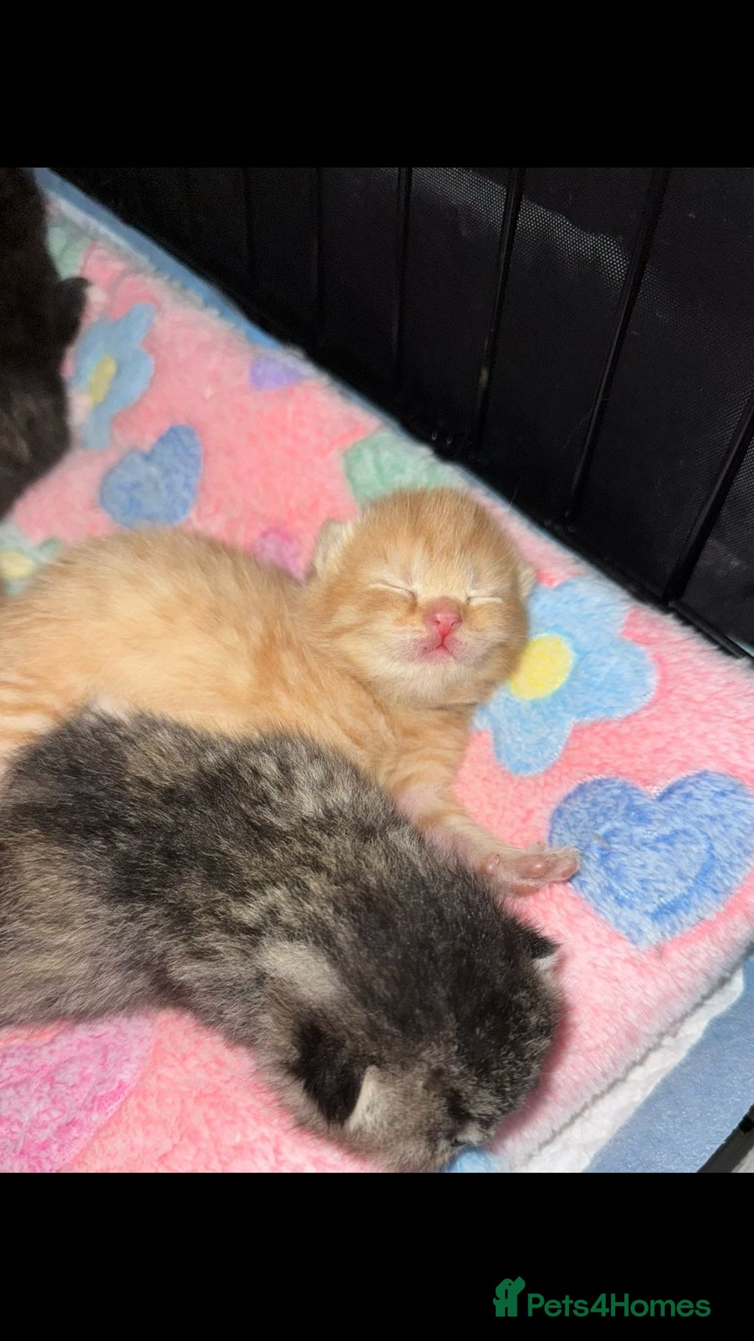 British Shorthair cats for sale: BRITISH SHORTHAIR CROSS OCICAT KITTENS - Image 9