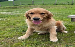 Golden Retriever dogs for stud: Stunning American line golden retriever stud dog  - Image 4