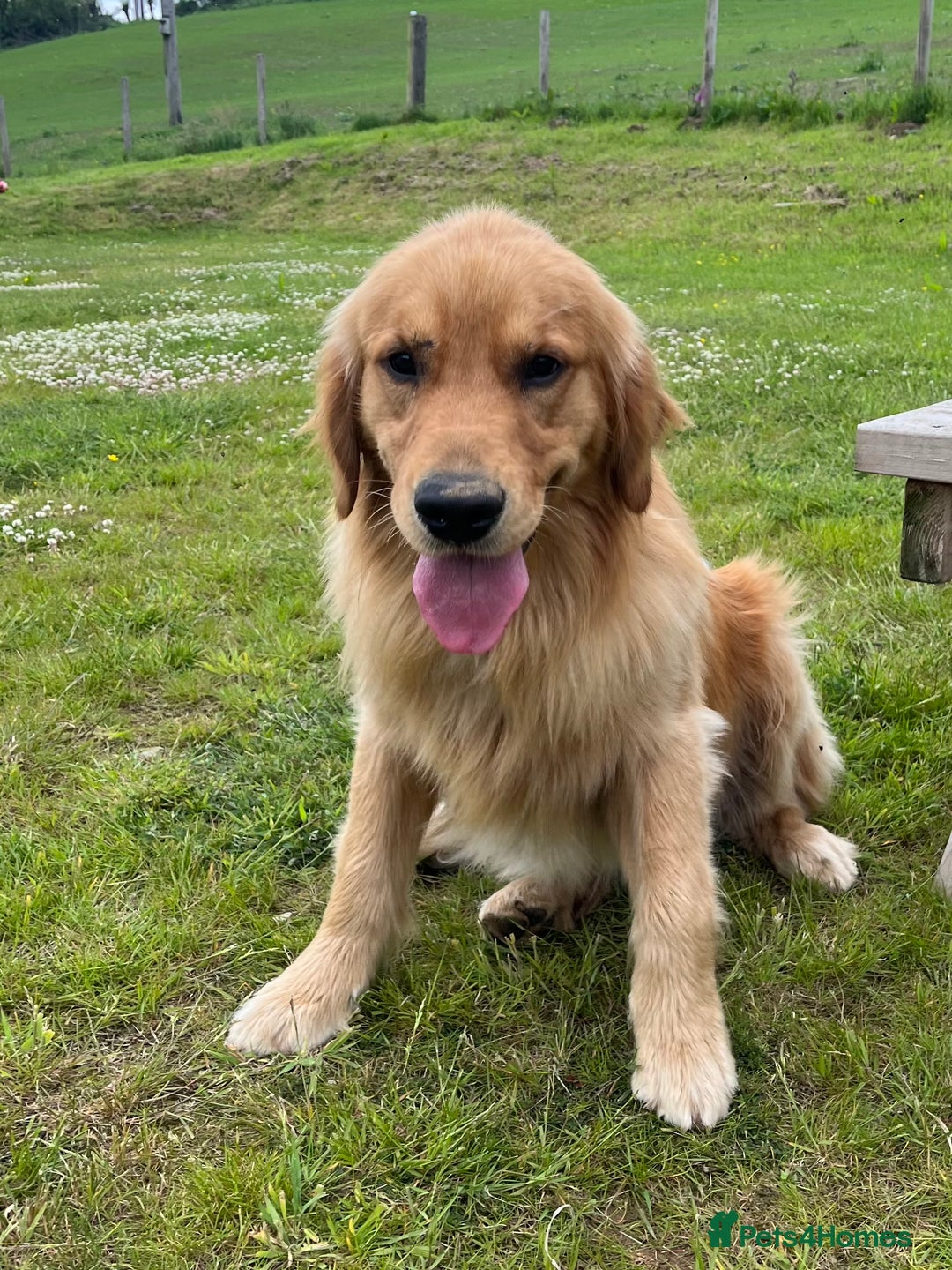 Golden Retriever dogs for stud: Stunning American line golden retriever stud dog  - Image 4