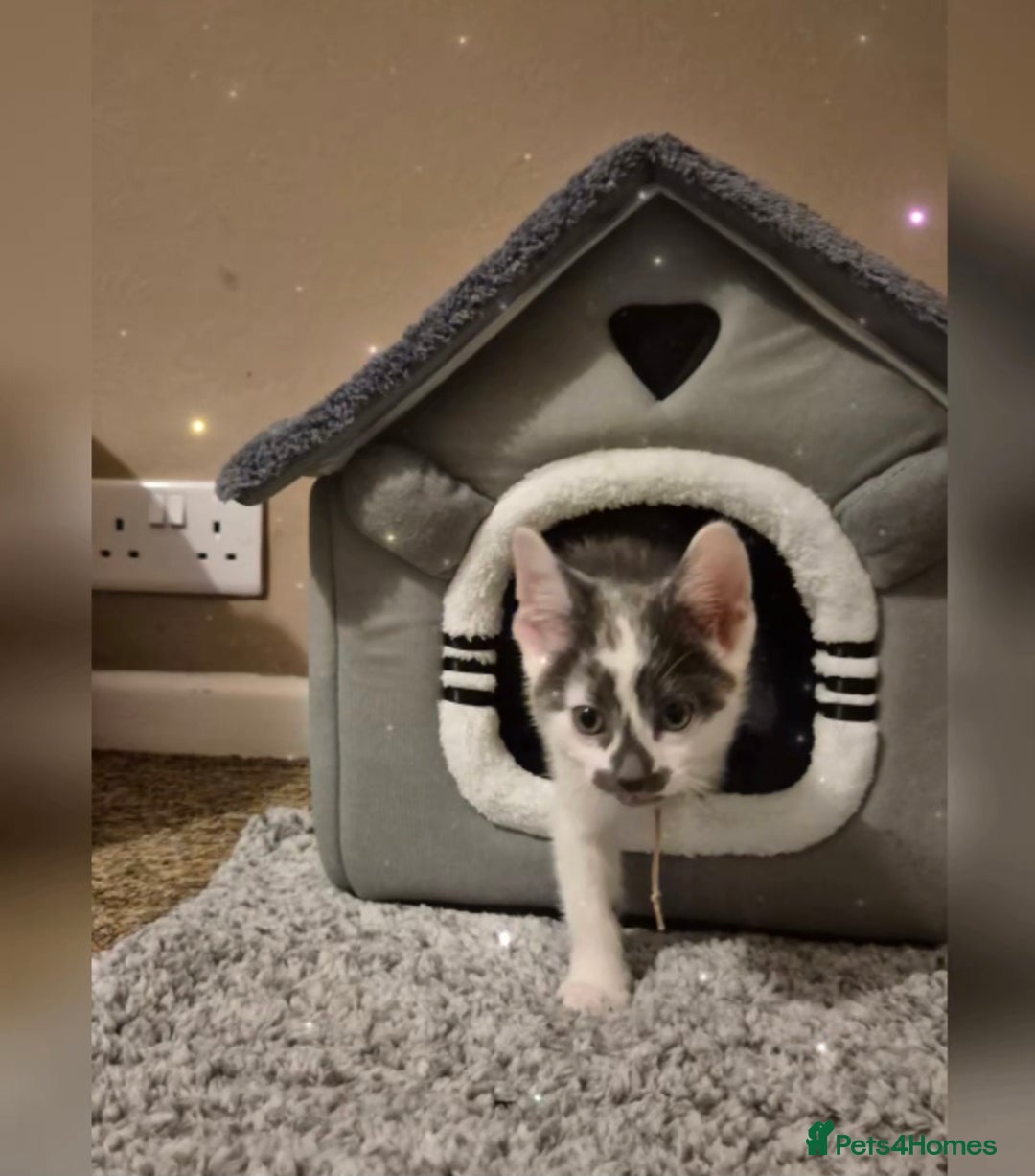 Ragdoll cats for sale: Ragdoll Cross Kitten  - Advert 2