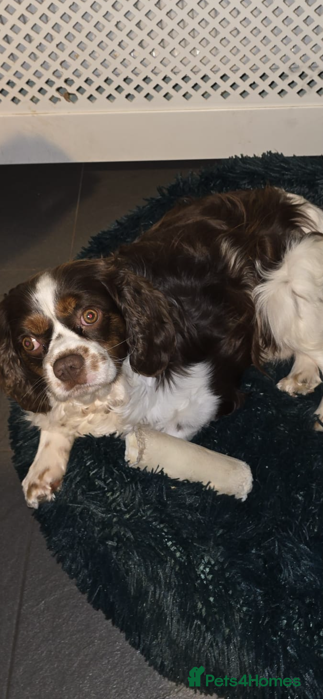 Cavalier King Charles Spaniel dogs for stud: Stunning Chocolate Tri cavalier health tested - Advert 4