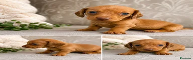 Miniture Dachshund girl