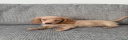 Miniature Dachshund dogs for sale: Miniature Dachshund Dapples & Cream - Advert 2