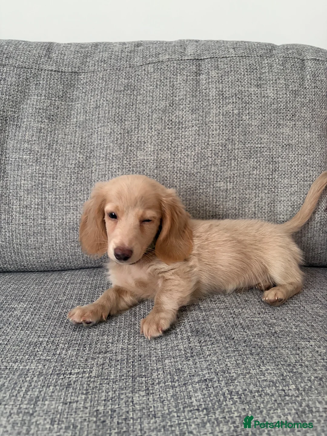 Miniature Dachshund dogs for sale: Miniature Dachshund Dapples & Cream - Advert 2