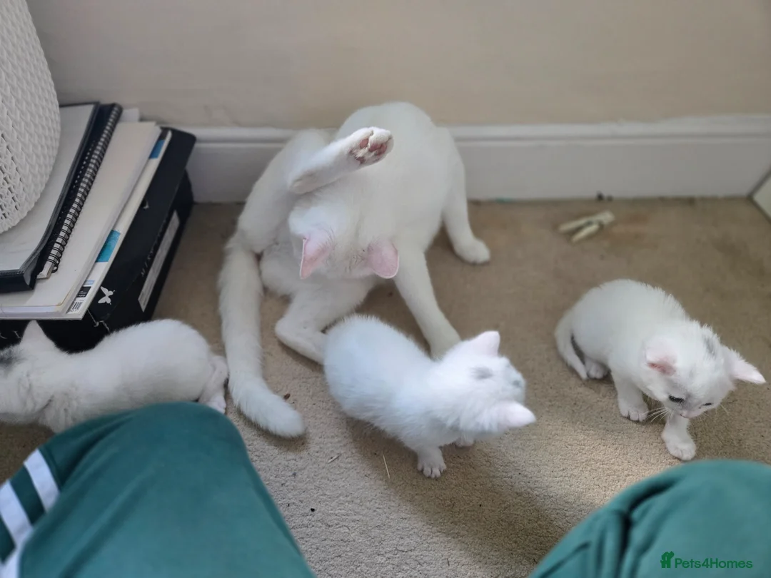 Mixed Breed cats for sale: Kittens for sale - Advert 7