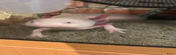 Axolotl reptiles for sale: X2 Axolotls & whole setup  - Advert 10