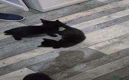 Mixed Breed cats for sale: 3 little black/brown beautiful kittens  - Image 6