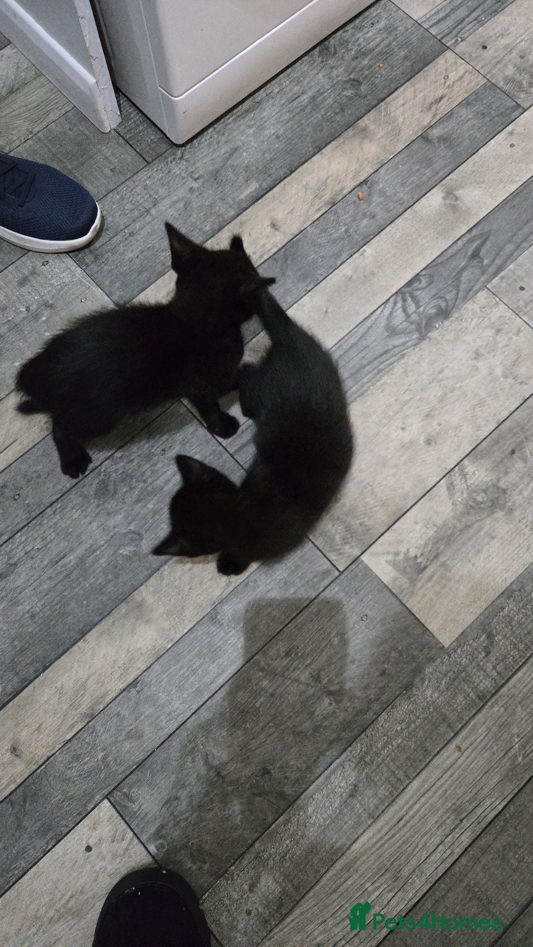 Mixed Breed cats for sale: 3 little black/brown beautiful kittens  - Image 6