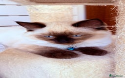 Ragdoll cats for sale: Last lovely ragdoll girl is waiting for U - Image 19