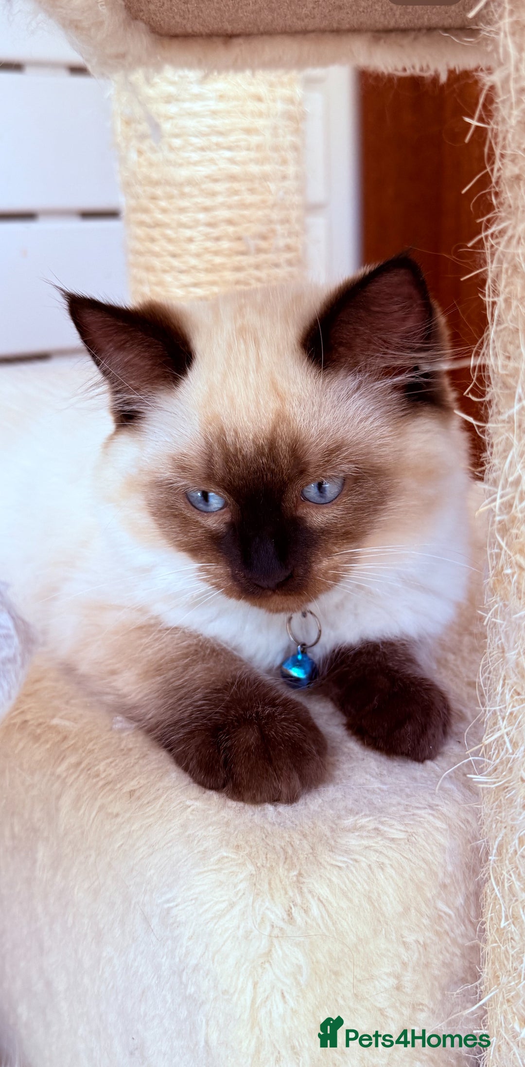 Ragdoll cats for sale: Last lovely ragdoll girl is waiting for U - Image 19