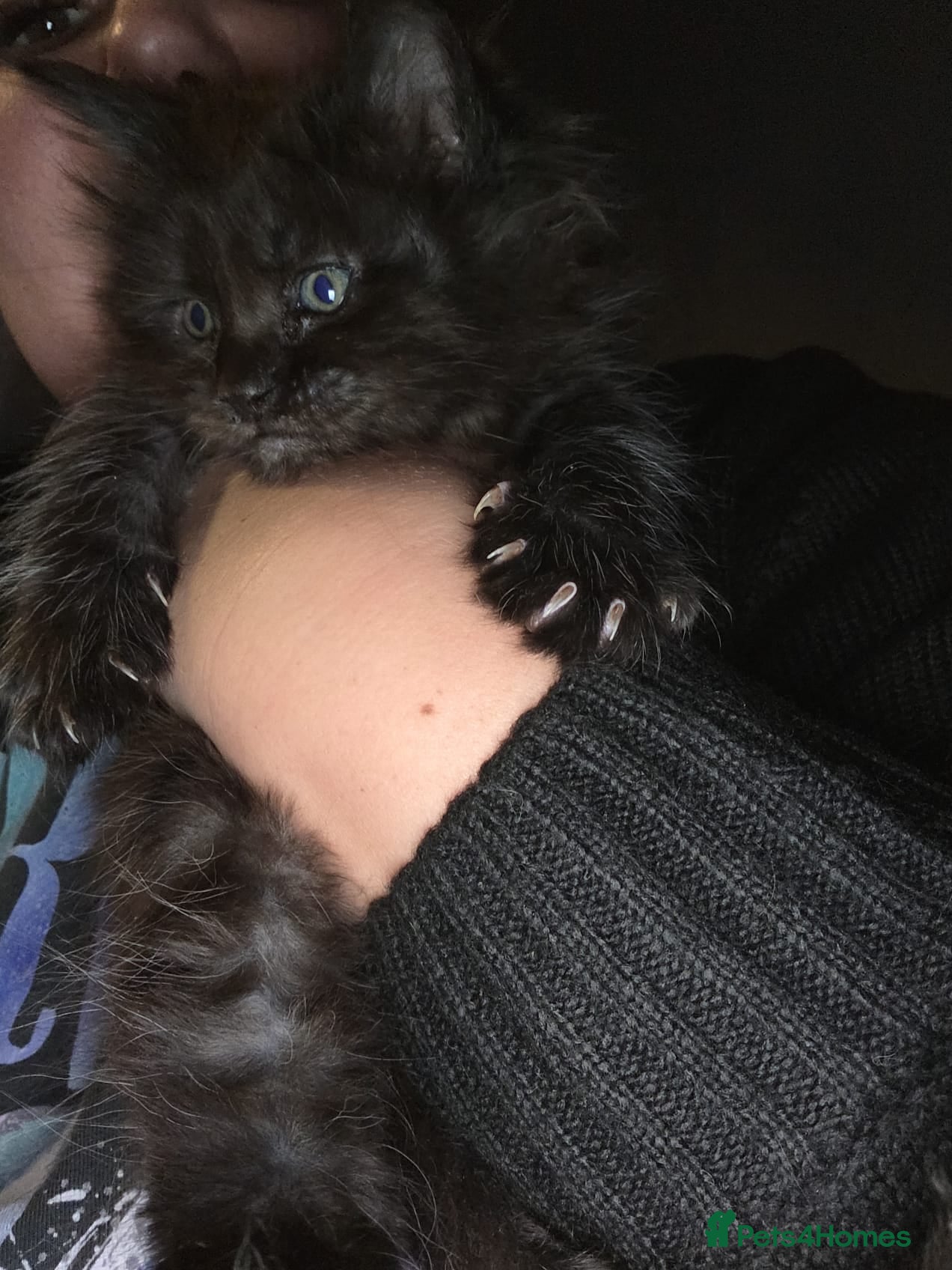 Maine Coon cats Russian /xxl maine coon - Advert 3