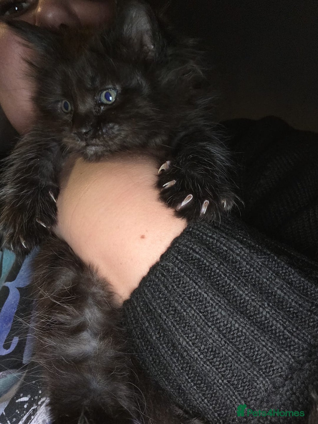 Maine Coon cats for sale: Russian /xxl maine coon - Advert 6