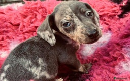 Miniature Dachshund dogs for sale: Miniature dachshunds  - Image 7