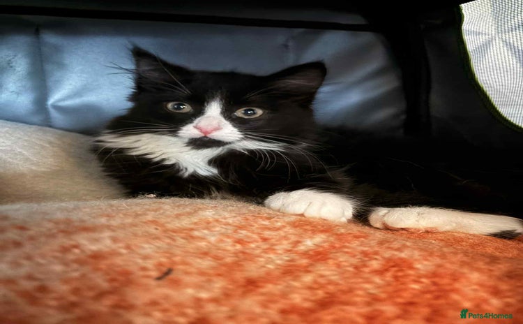Mixed Breed cats - Advert 7