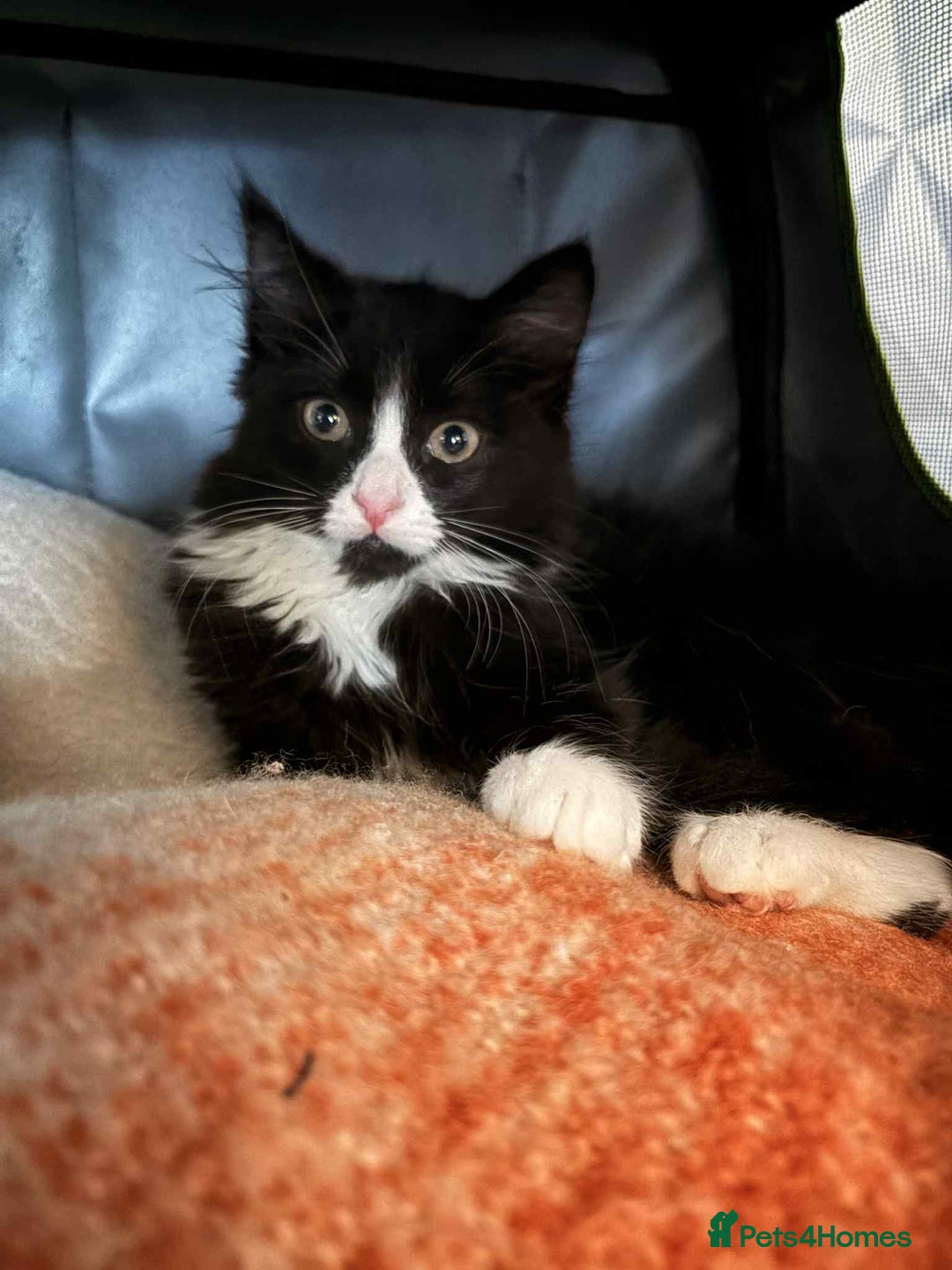 Mixed Breed cats for sale: Black and white long haired kitten - Image 1