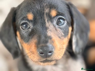 Dachshund dogs Beautiful mini dachshunds puppies - Advert 2