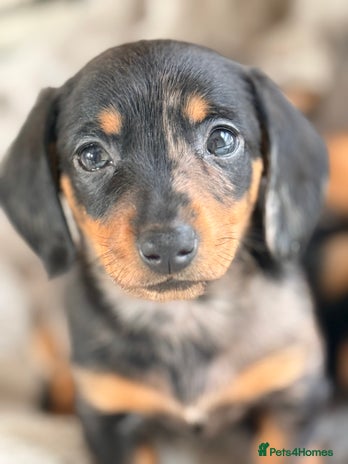 Dachshund dogs Beautiful mini dachshunds puppies - Advert 2