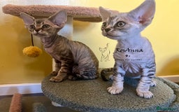 Devon Rex cats for sale: Devon Rex girl, excellent type  - Image 4