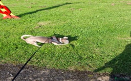 Mixed Breed dogs for sale: Jack russell crossed chihuahua  - Image 3