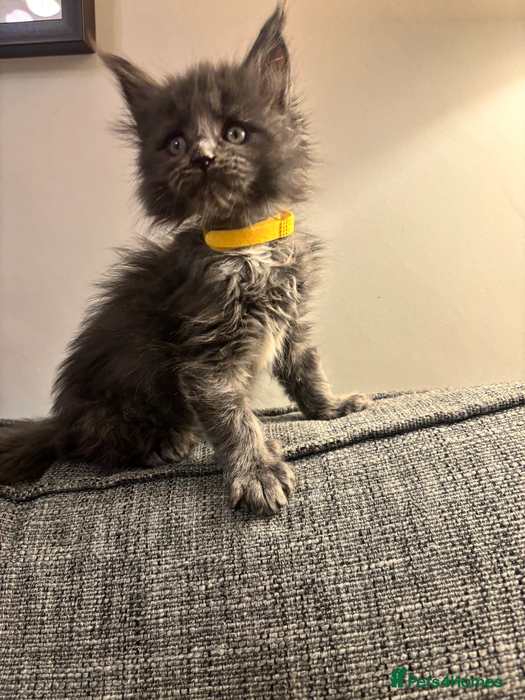 Maine Coon cats for sale: Maine Coon Kittens  - Advert 3