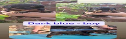 Rottweiler dogs for sale: 🐶PREMIUM ROTTWEILERS. ADRK GERMAN BLOODLINES 🇩🇪 - Advert 3