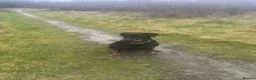 Rottweiler dogs for sale: Gorgeous Rottie for Sale! - Advert 2
