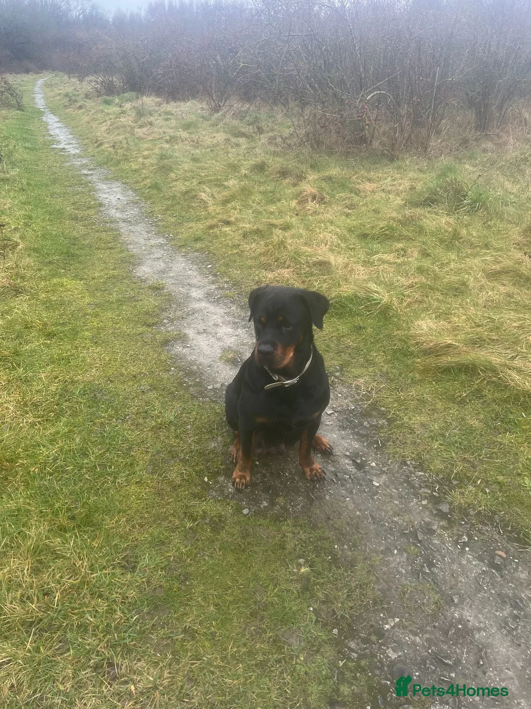 Rottweiler dogs for sale: Gorgeous Rottie for Sale! - Advert 2