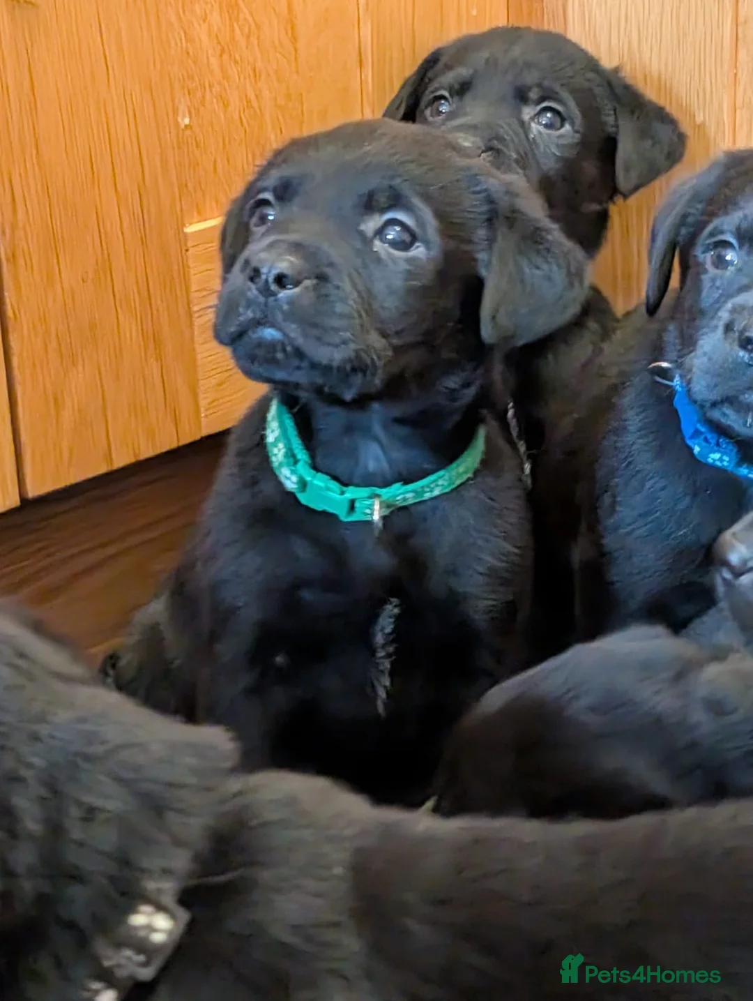 Mixed Breed dogs for sale: Labrador x Rottweiler (Rottador) - Advert 11